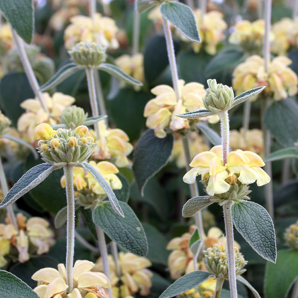 Phlomis 'Lemon Blush'