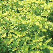 Pineapple Sage 'Golden Delicious'