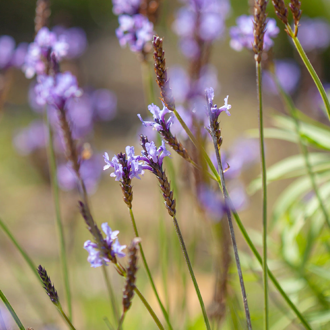 Canary Island Lavender