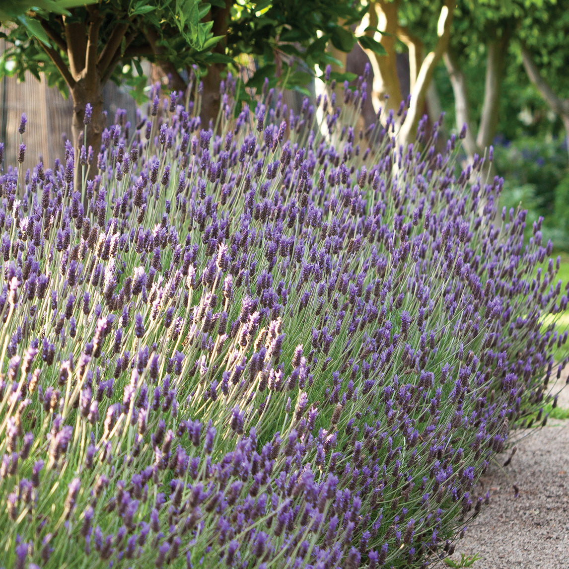 French Lavender