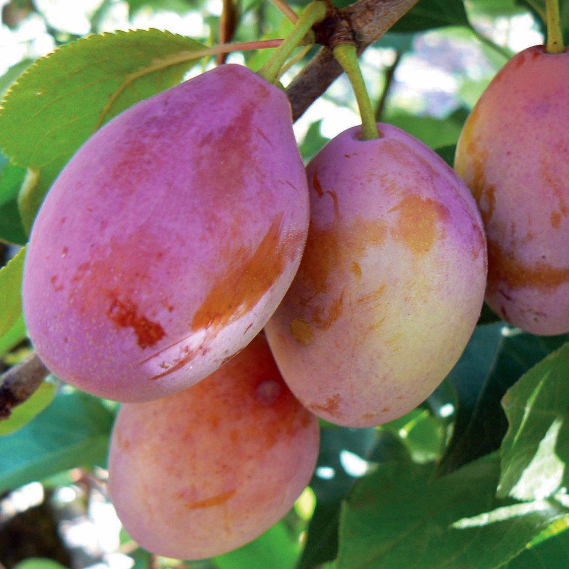 Plum &#39;D&#39;Agen&#39;