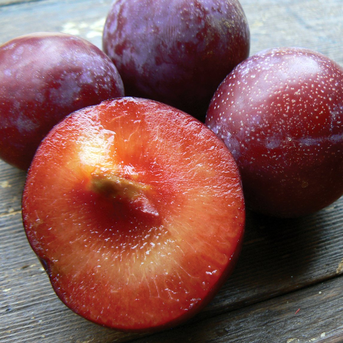 Plum 'Santa Rosa'