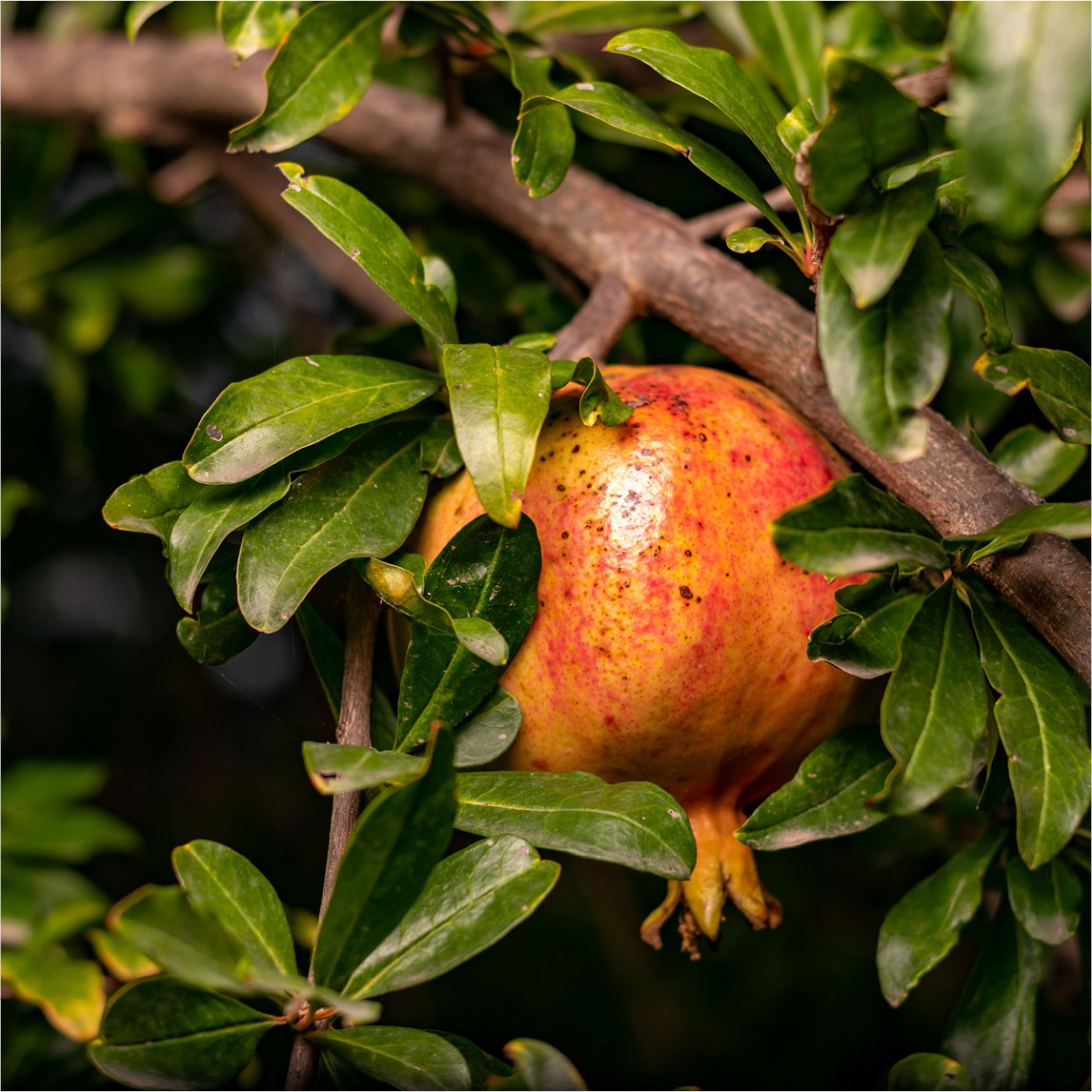 Pomegranate 'Kazake'