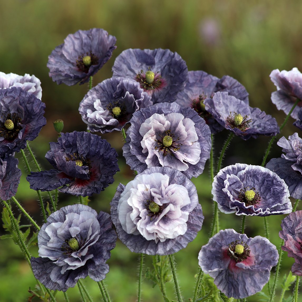 Poppy 'Amazing Grey'