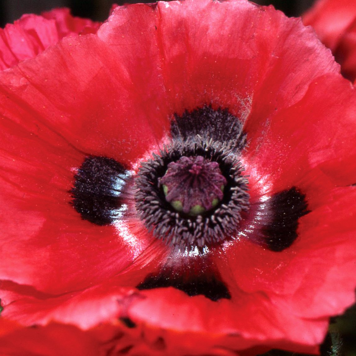 Poppy &#39;Beauty Of Livermere&#39;