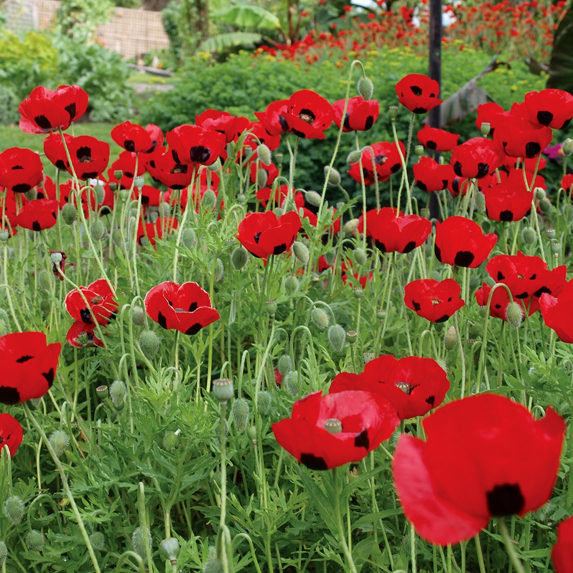 Poppy &#39;Ladybird&#39;