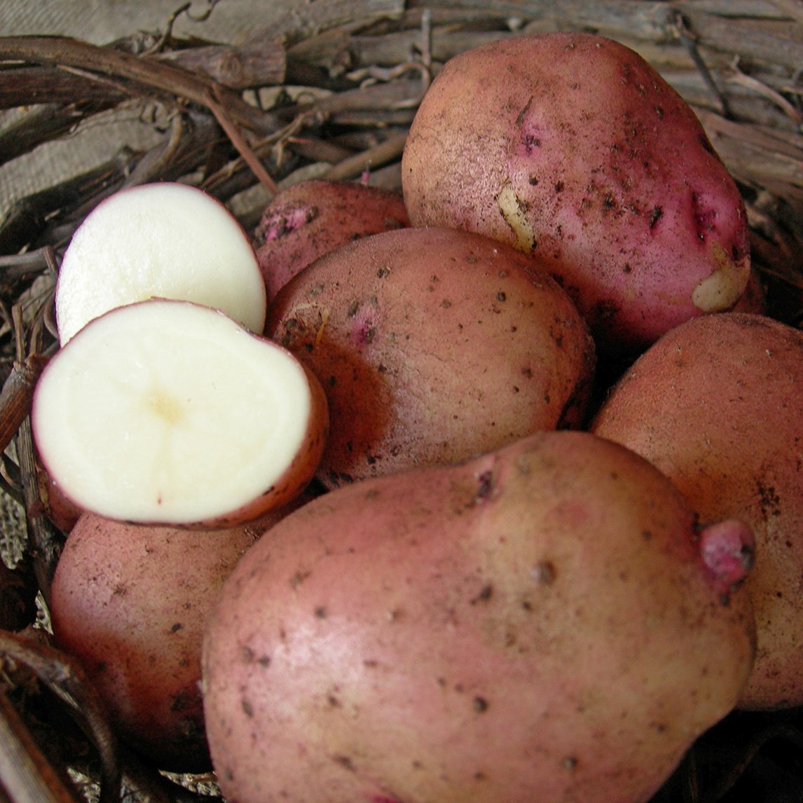 Seed Potato 'Brownell'