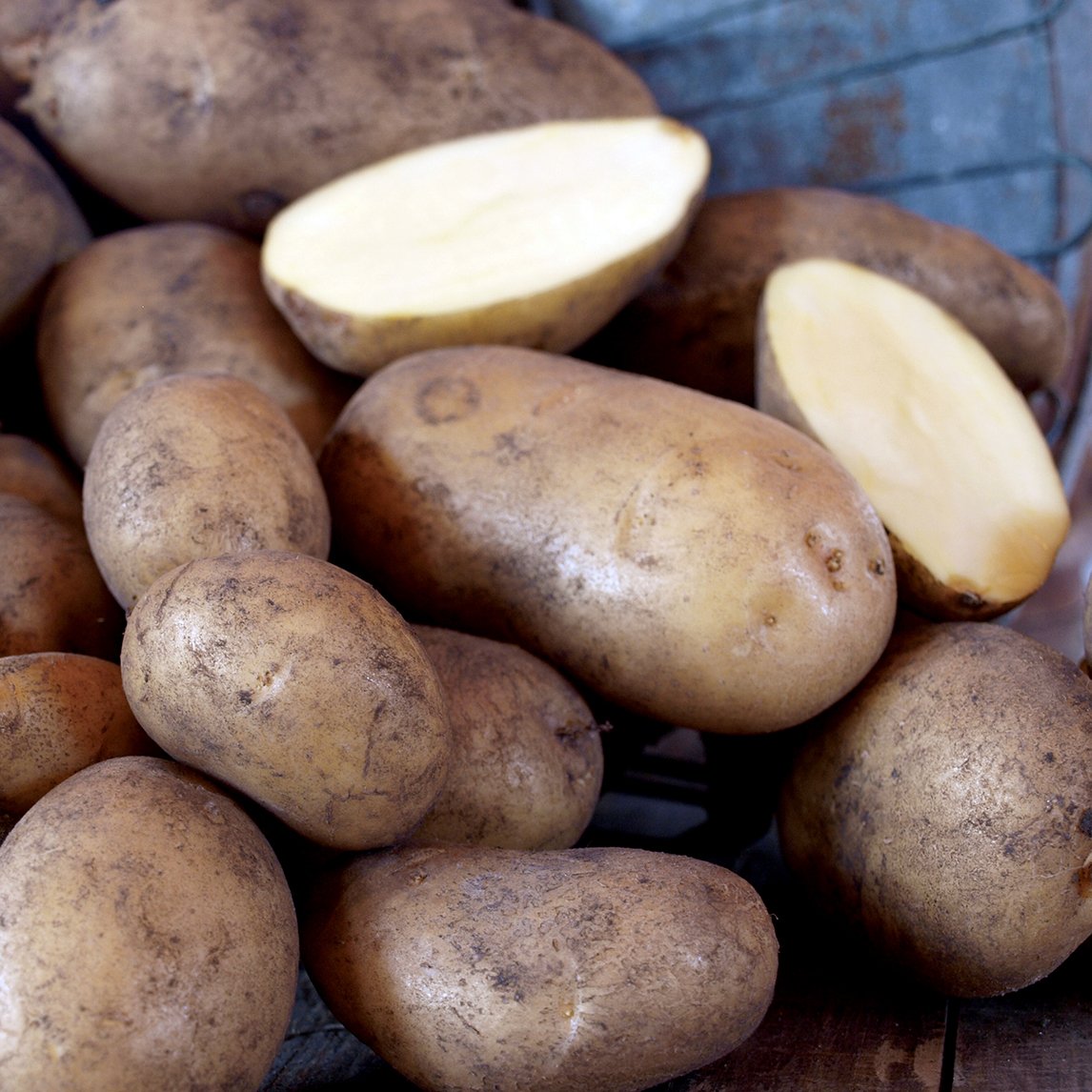 Seed Potato 'Dutch Cream'
