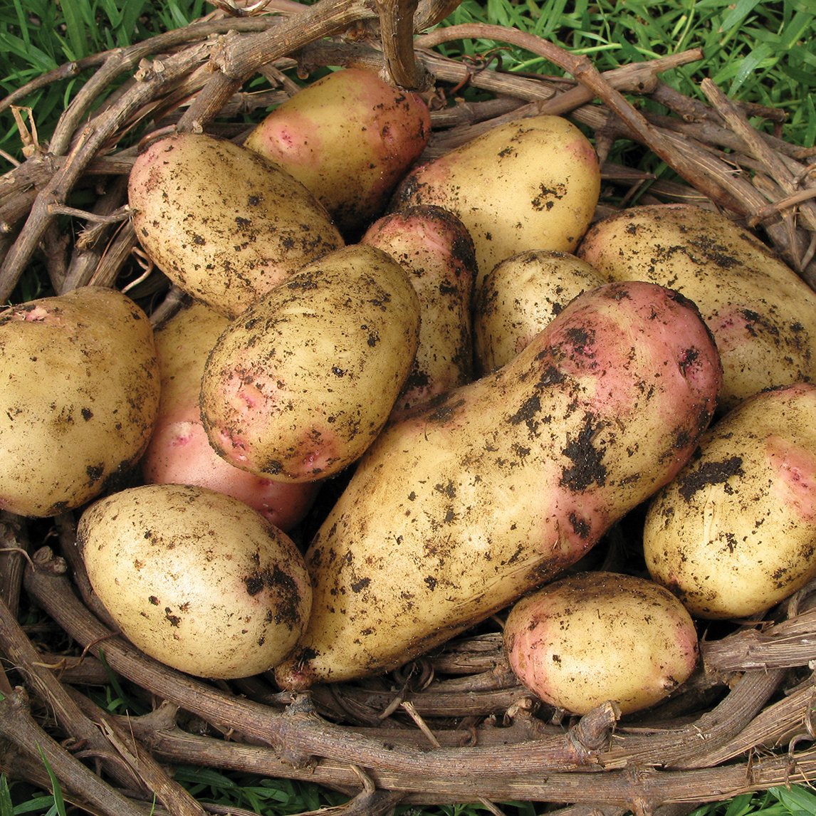 Seed Potato &#39;King Edward&#39;
