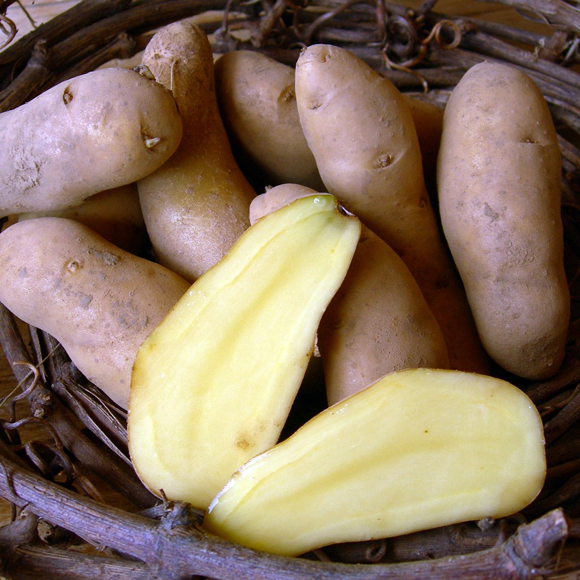 Seed Potato 'Kipfler'