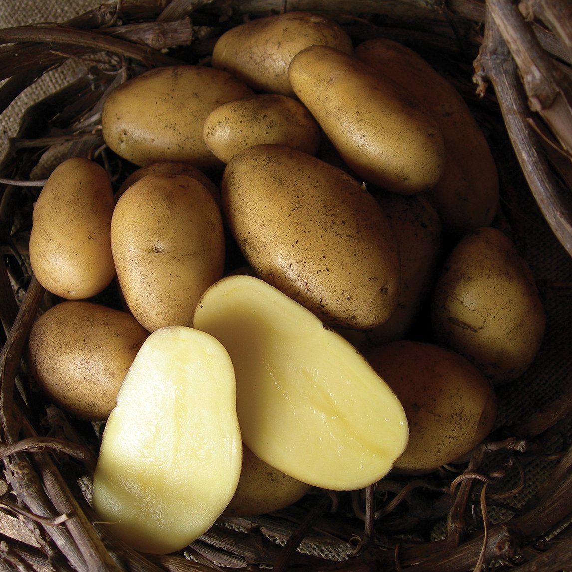 Seed Potato &#39;Nicola&#39;