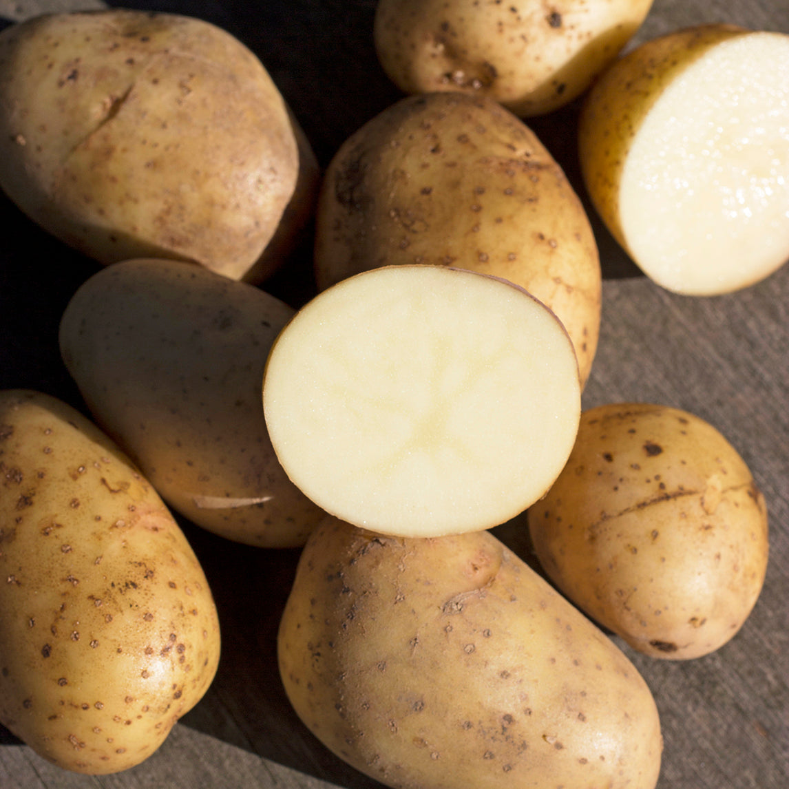 Seed Potato 'Pentland Dell'