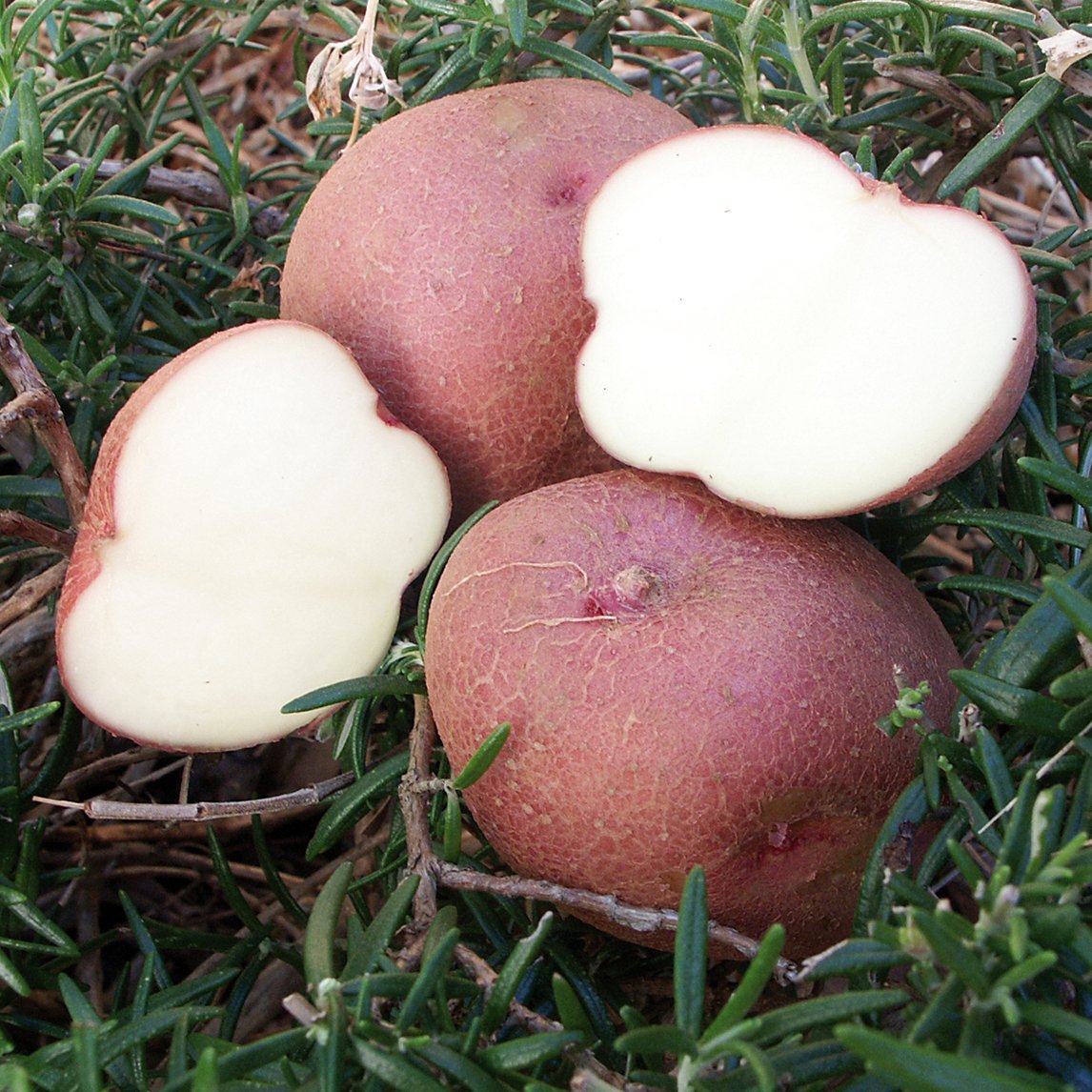 Seed Potato 'Red Pontiac'