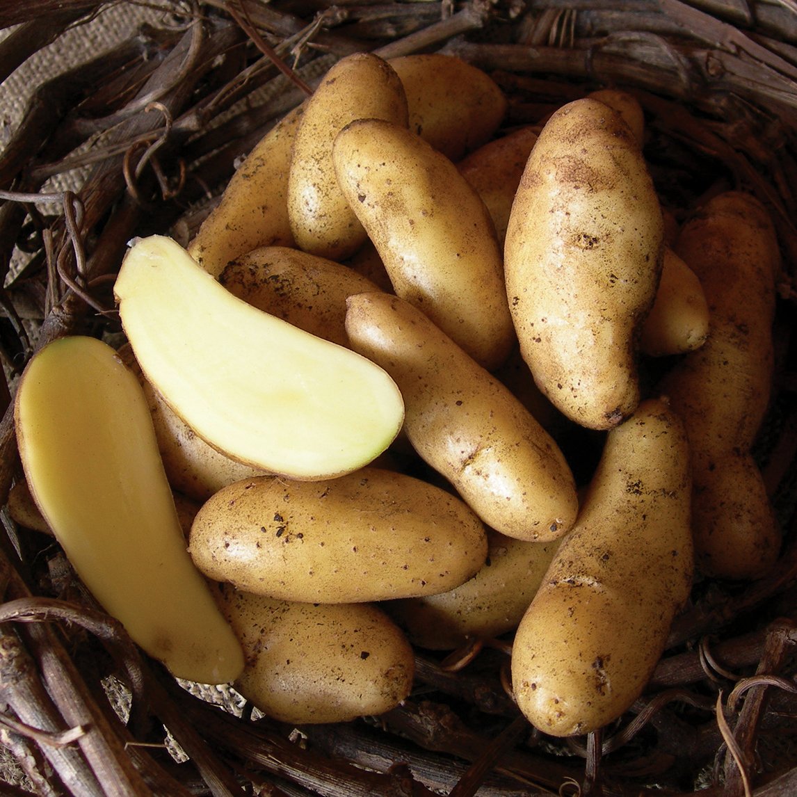 Seed Potato &#39;Russian Banana&#39;