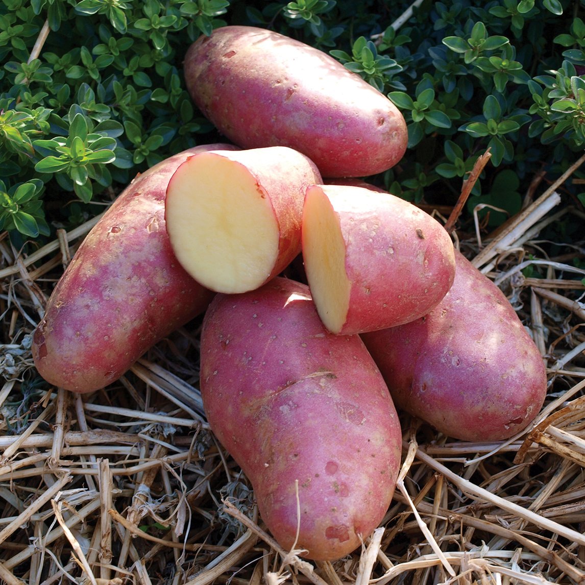 Seed Potato 'Salad Rose'