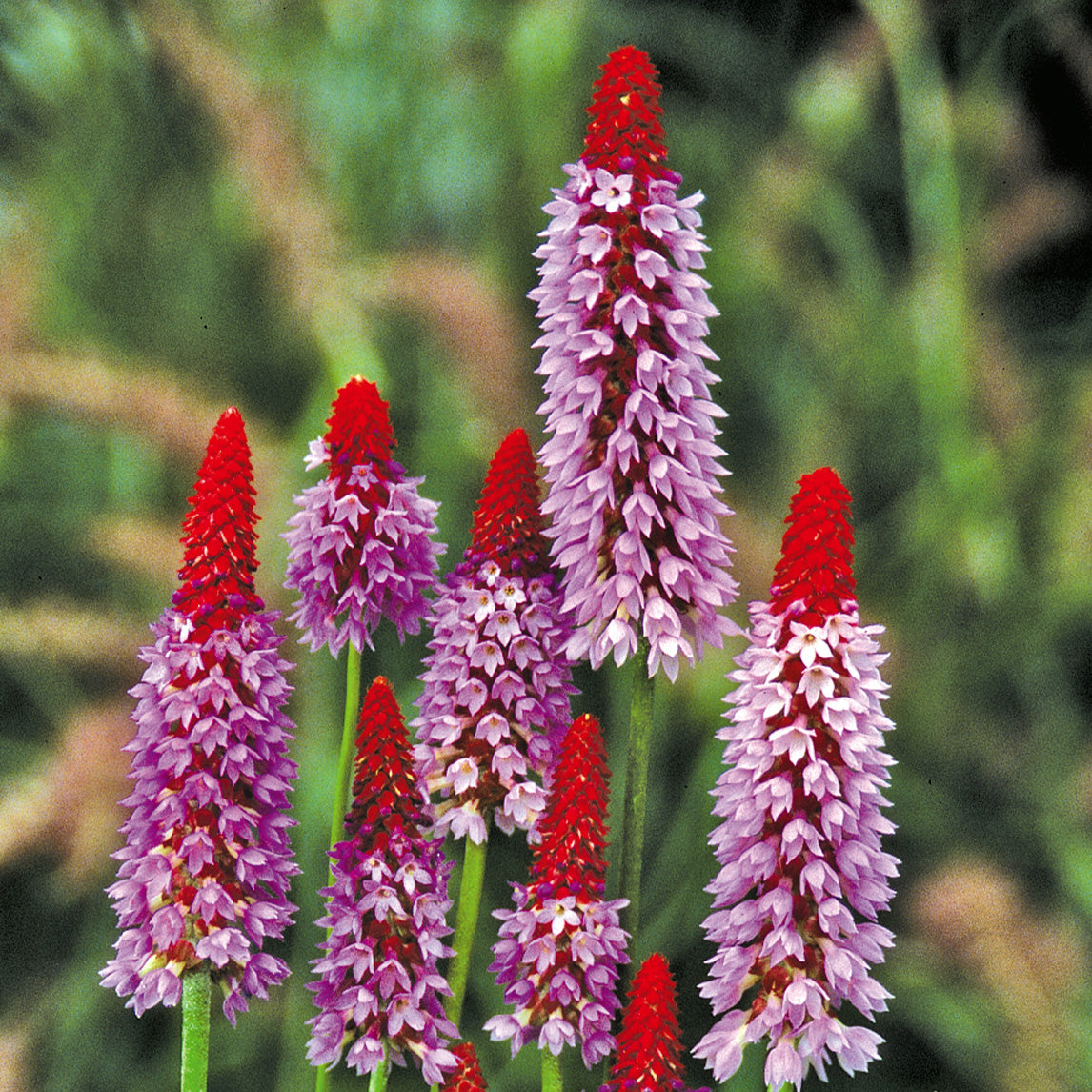 Primula 'Red Hot Poker'