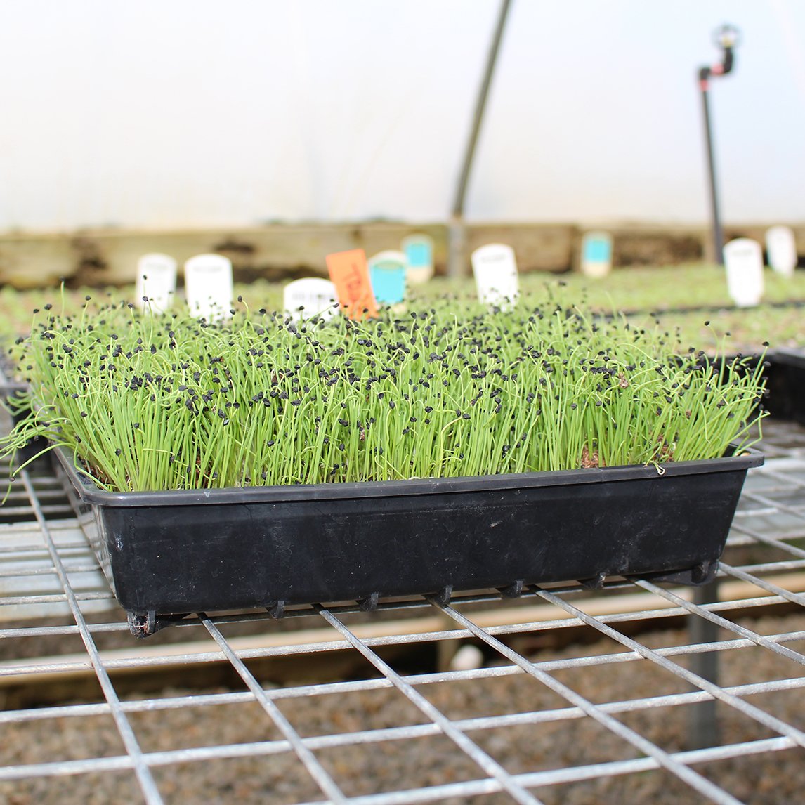 Propagation Trays