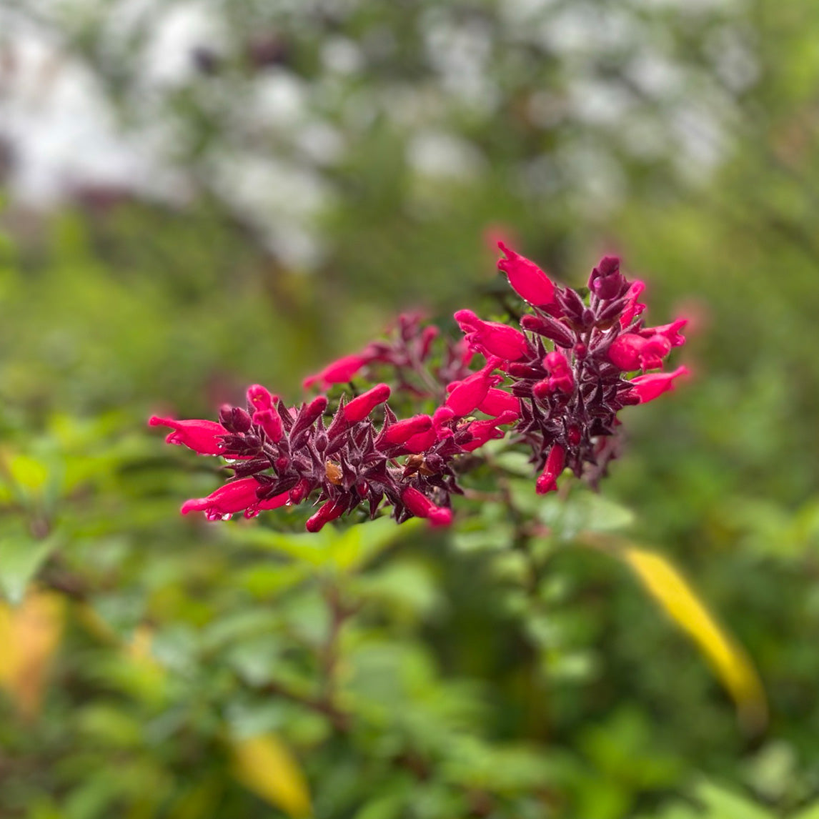 Salvia 'Timboon'