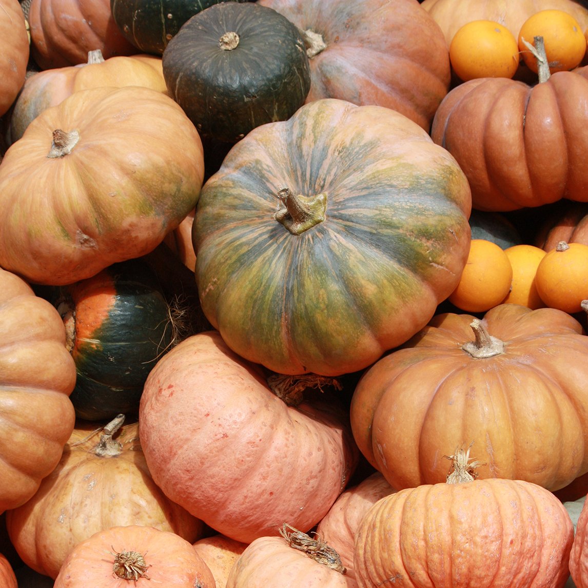 Pumpkin 'Australian Butter' (Organic)