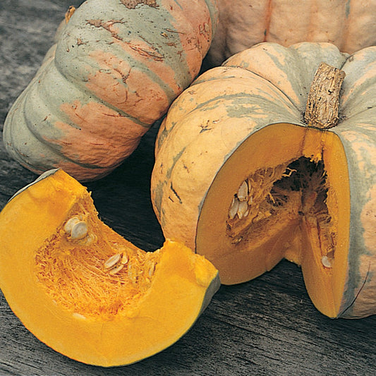 Pumpkin 'Bohemian' (Organic)