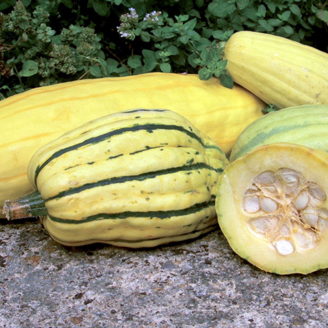 Pumpkin 'Delicata Mini Sweet' (Organic)