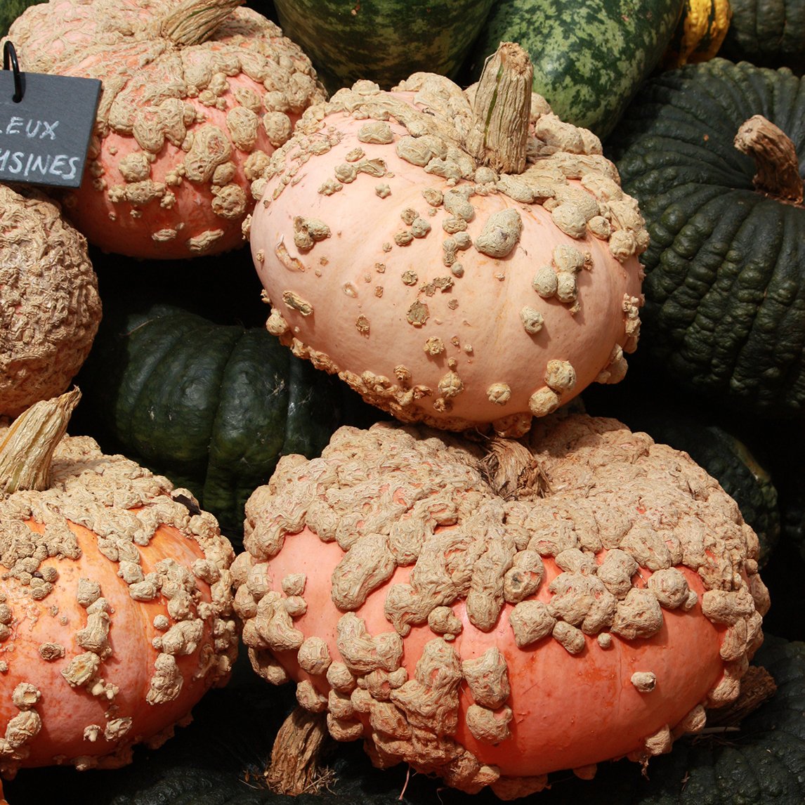 Pumpkin 'Galeux D' Eysines'