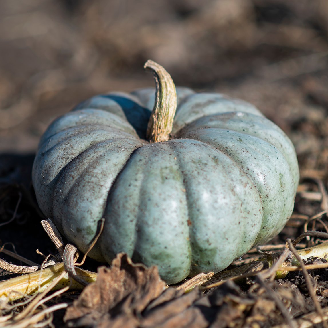 Pumpkin &#39;Jarrahdale&#39;