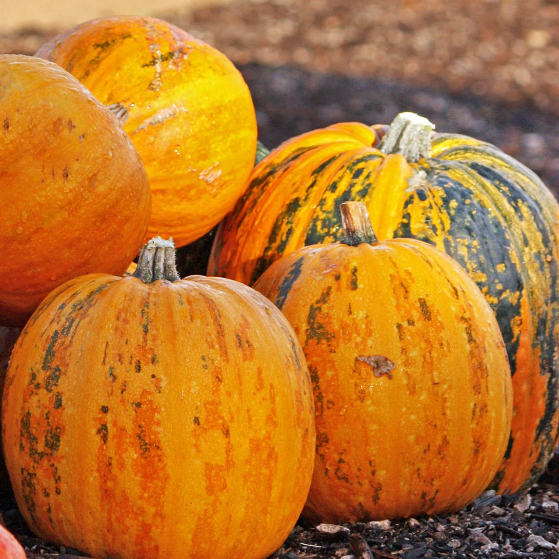 Pumpkin 'Kakai' (Organic)