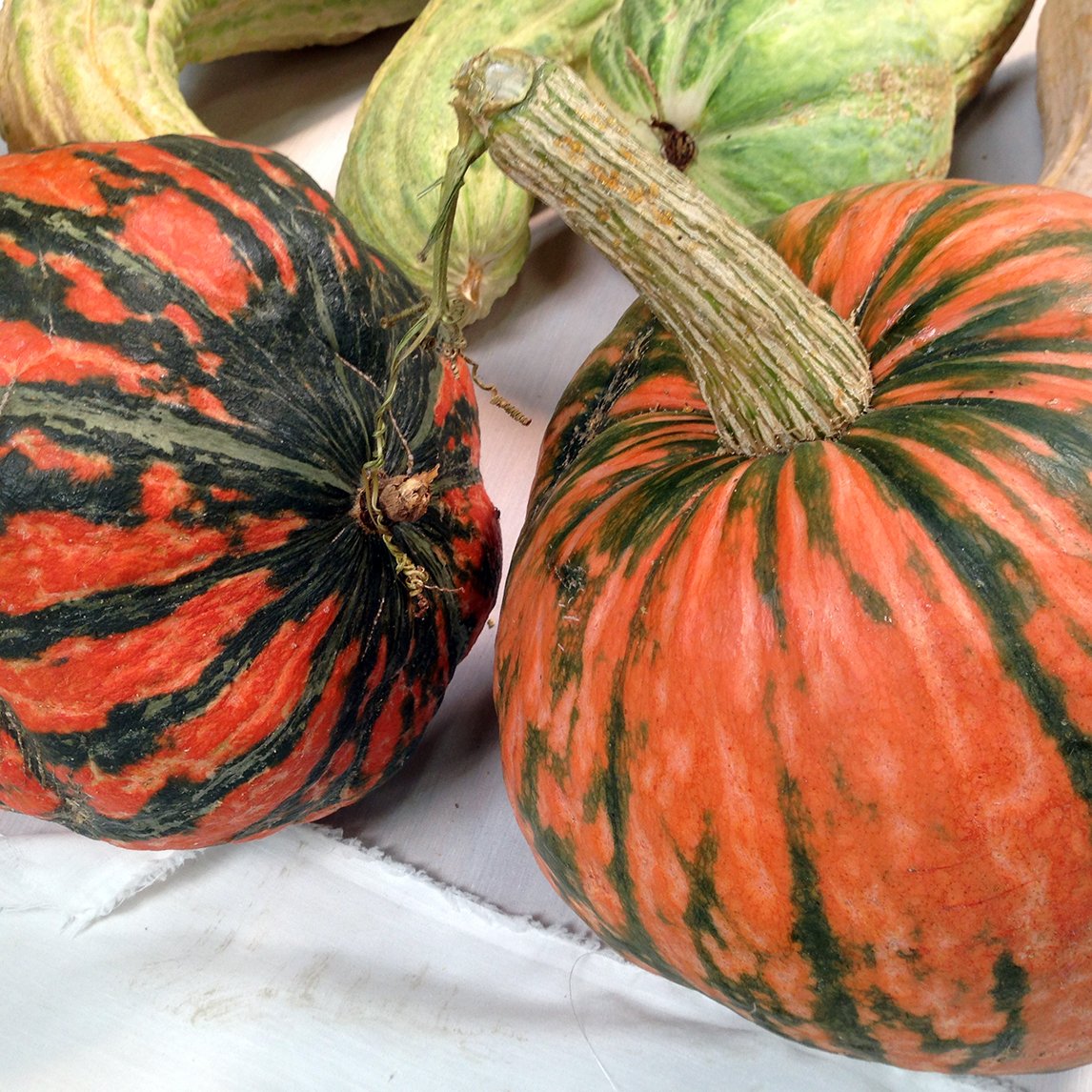 Pumpkin 'Lakota'