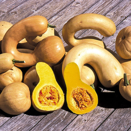 Pumpkin 'Pennsylvania Dutch Crookneck'