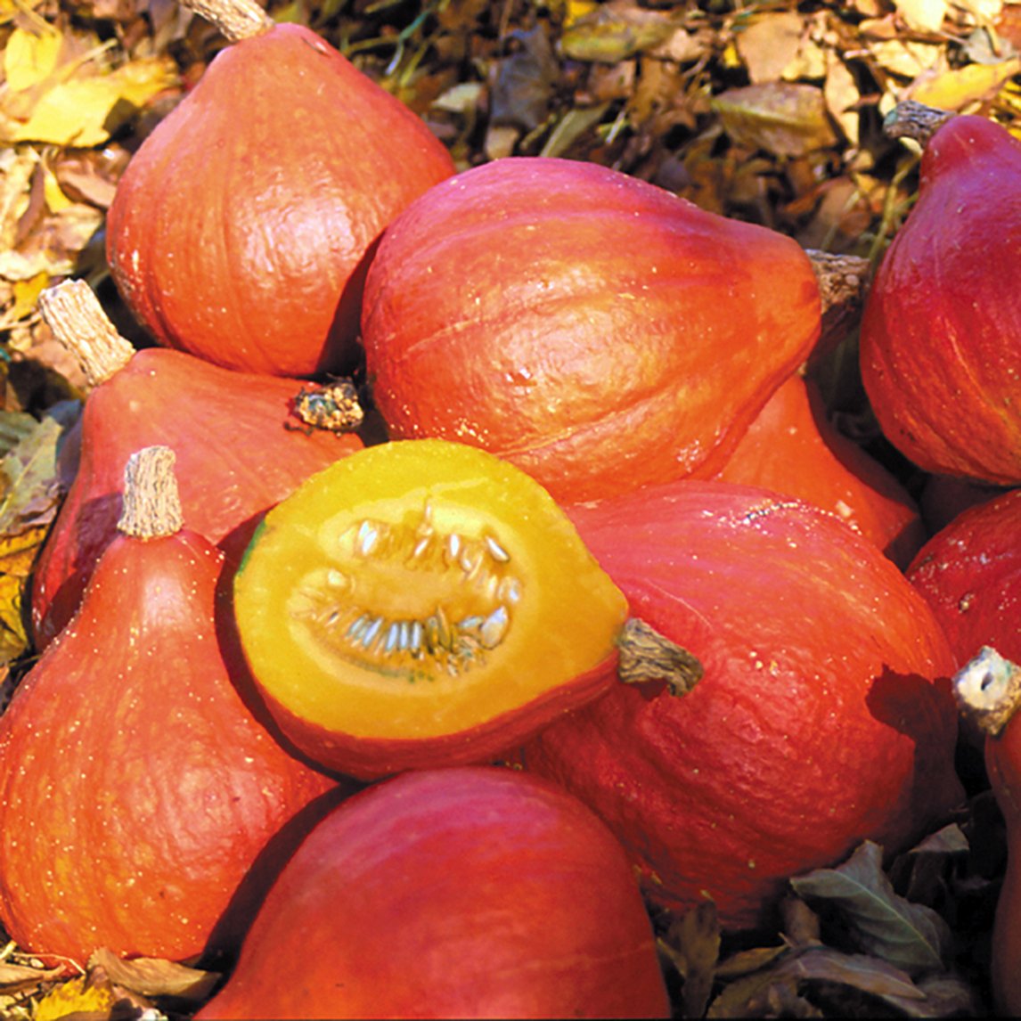Pumpkin 'Potimarron'
