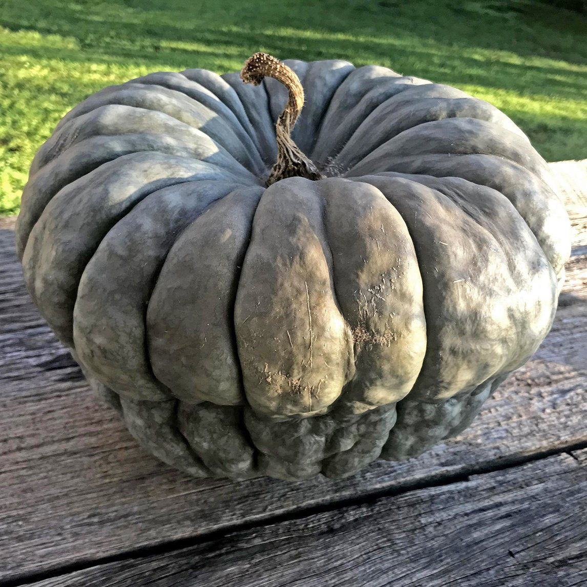 Pumpkin 'Queensland Blue'