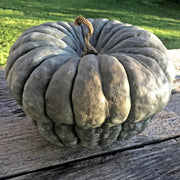 Pumpkin 'Queensland Blue'