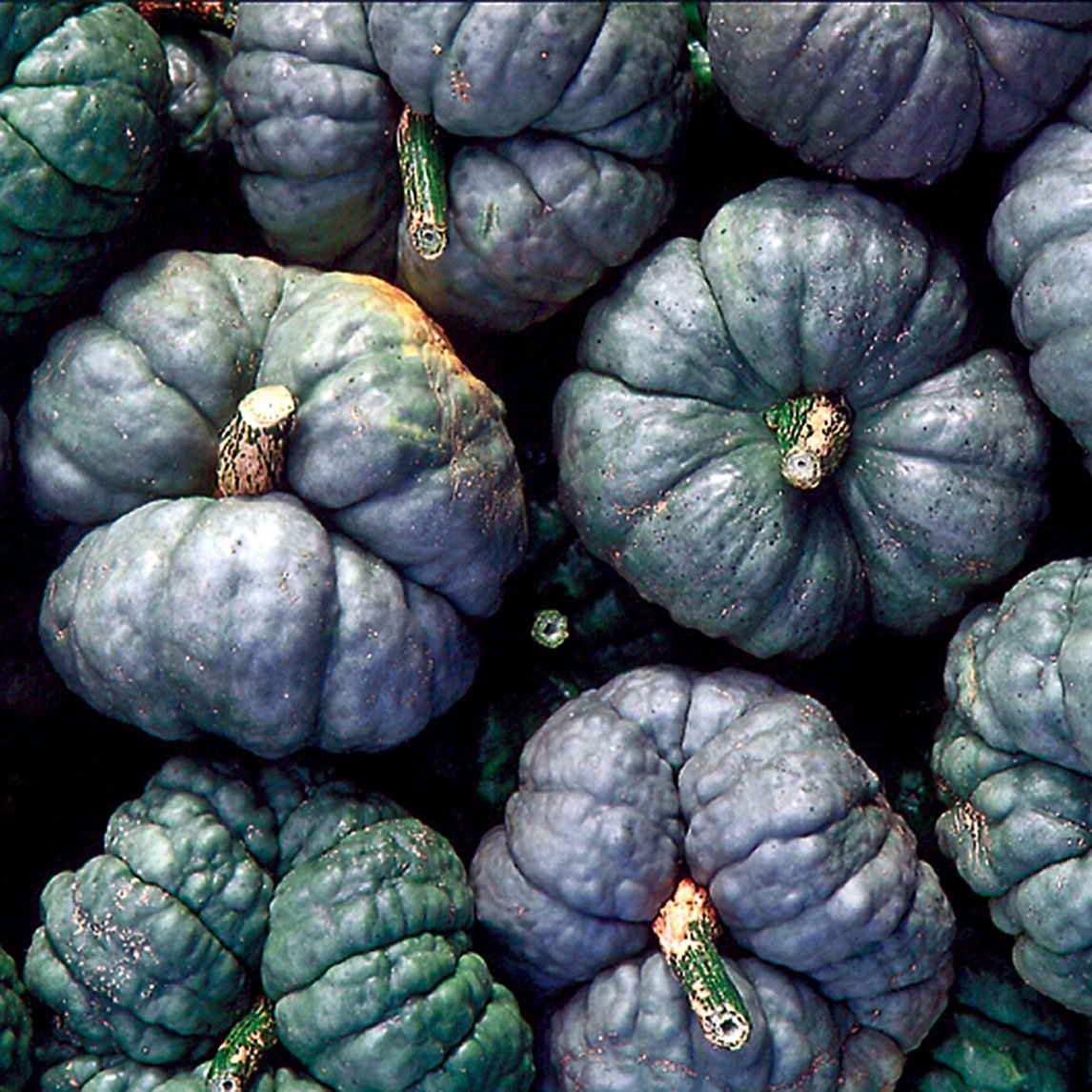 Pumpkin &#39;Triamble&#39;