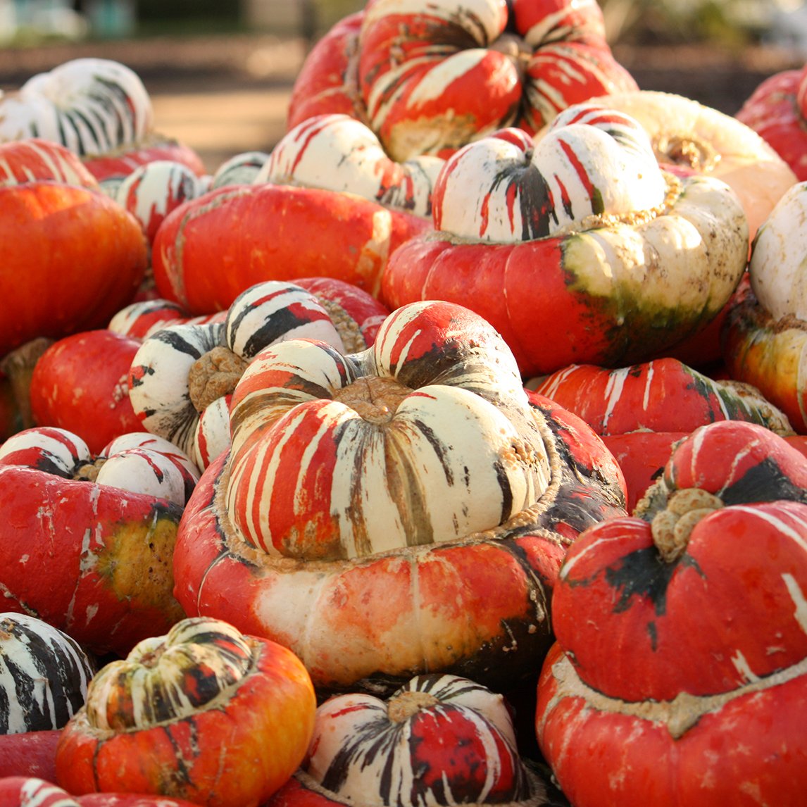 Pumpkin 'Turk's Turban'