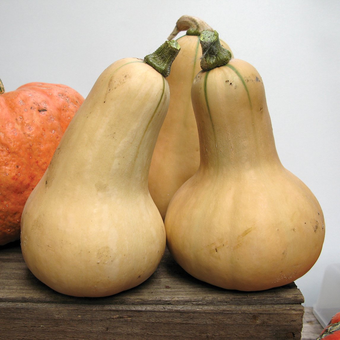 Pumpkin 'Waltham Butternut'