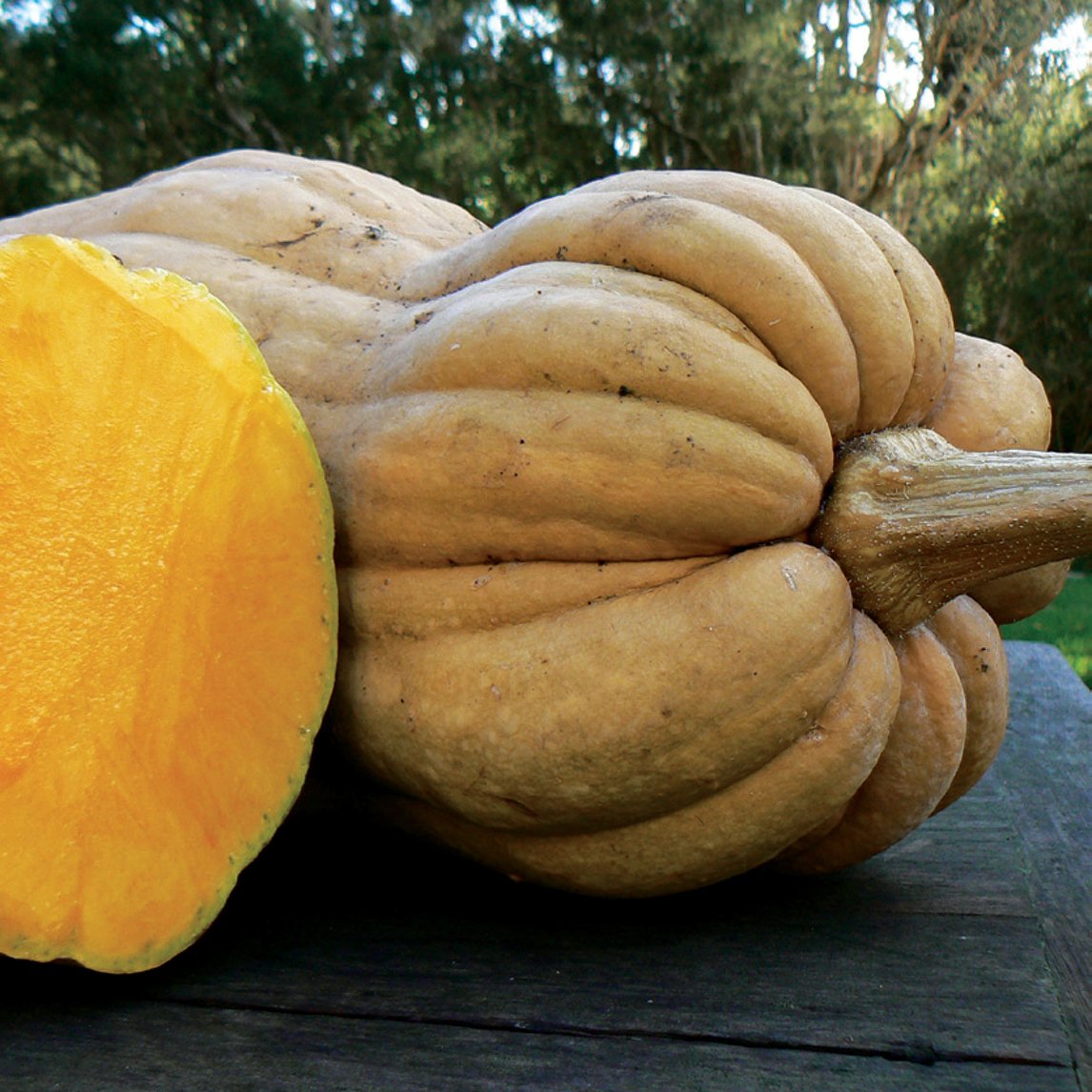 Pumpkin 'Wrinkled Butternut'