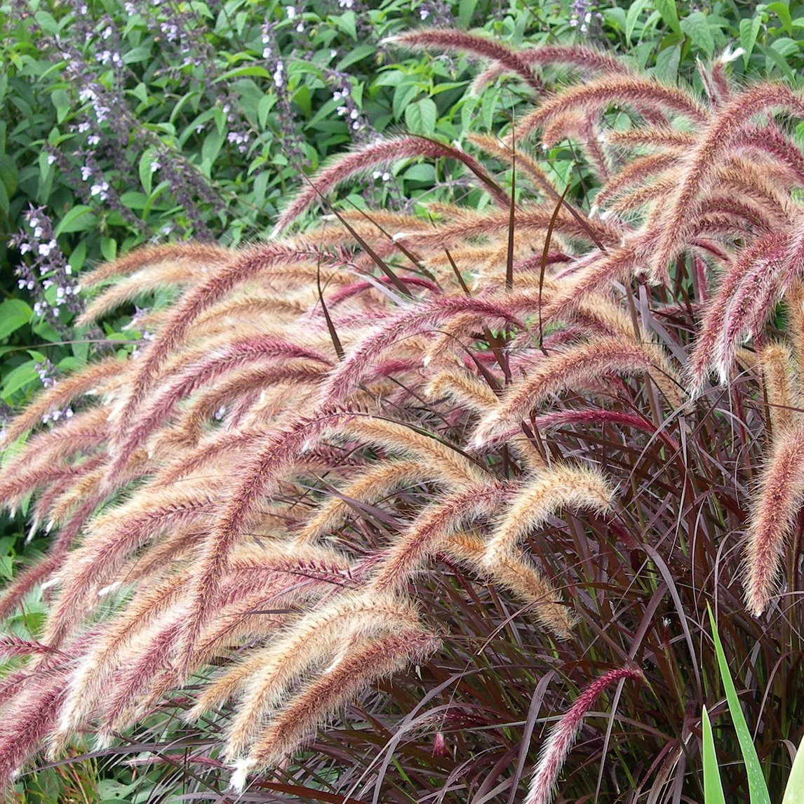 Pennisetum 'Rubrum'