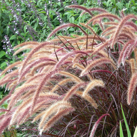 Pennisetum 'Rubrum'