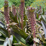 Purple Pineapple Lily