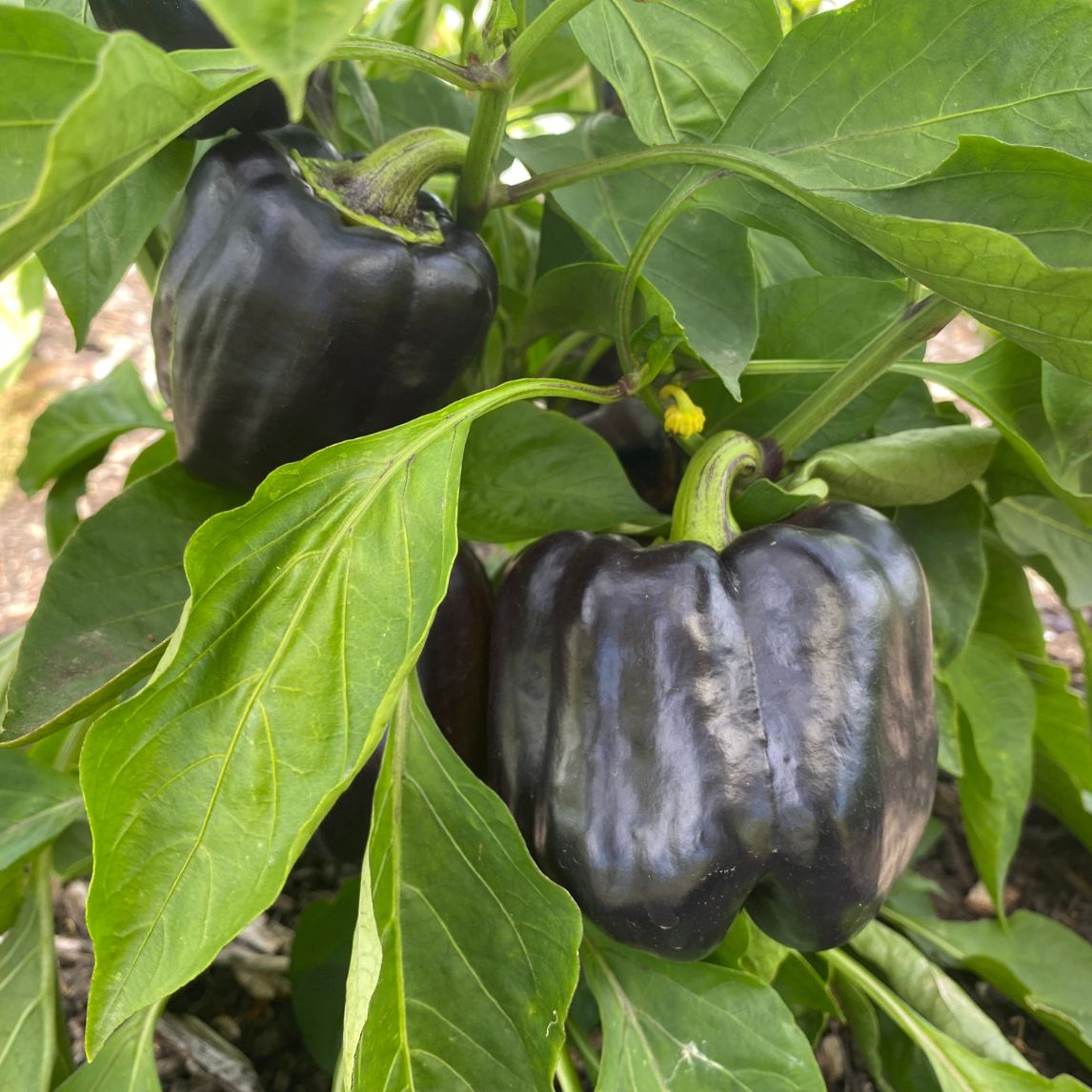 Capsicum 'Purple Beauty'