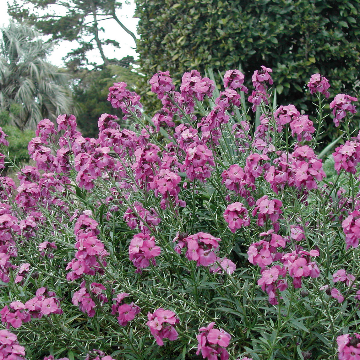 Wallflower 'Winter Joy'