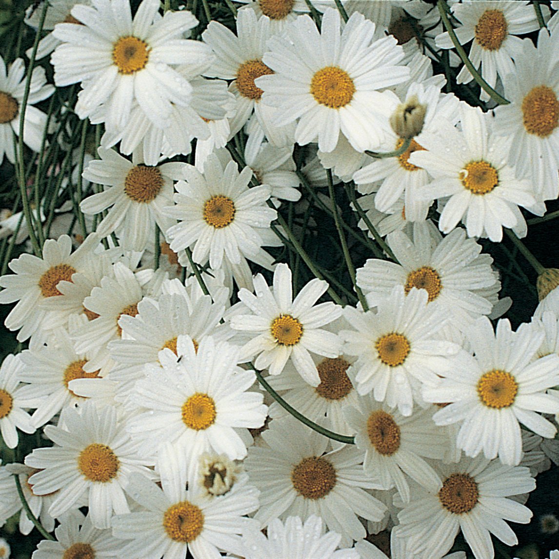 Pyrethrum True Insecticidal