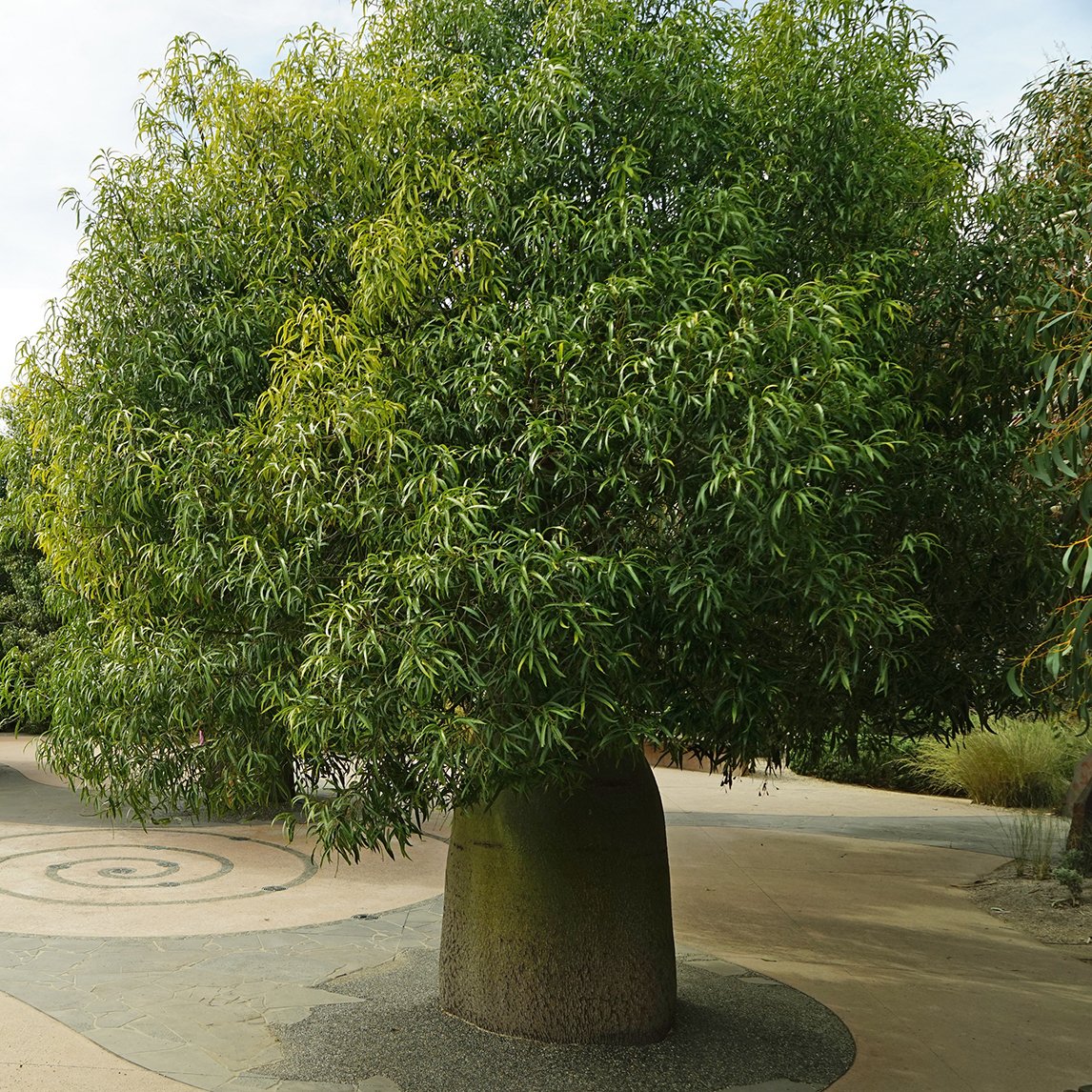 Queensland Bottle Tree