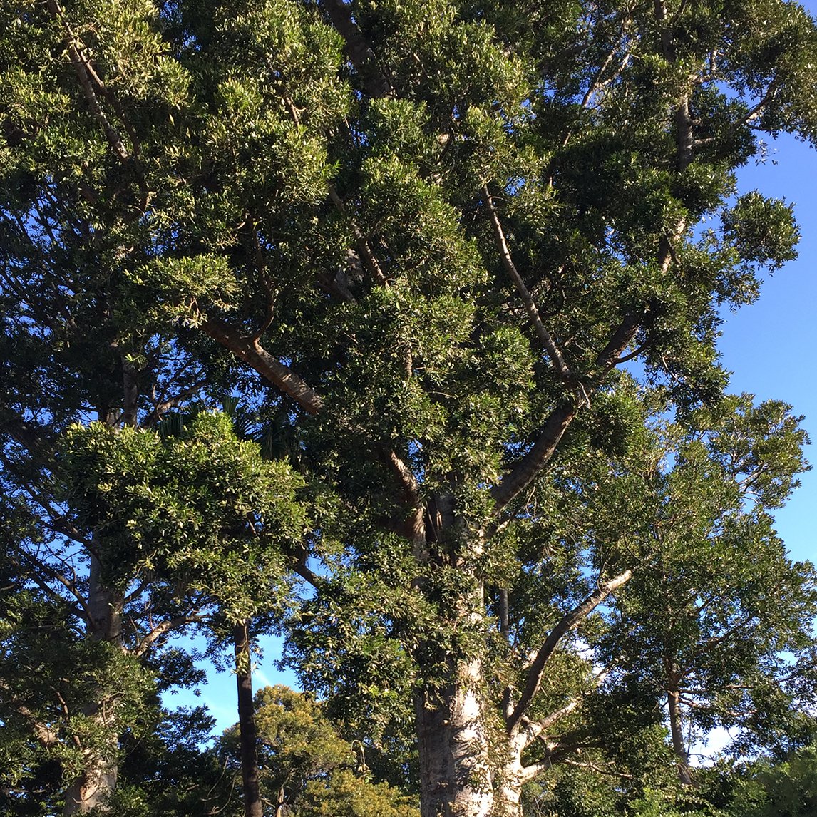 Queensland Kauri Pine