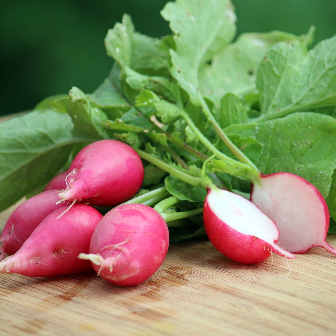radish-pink-lady-slipper-s193