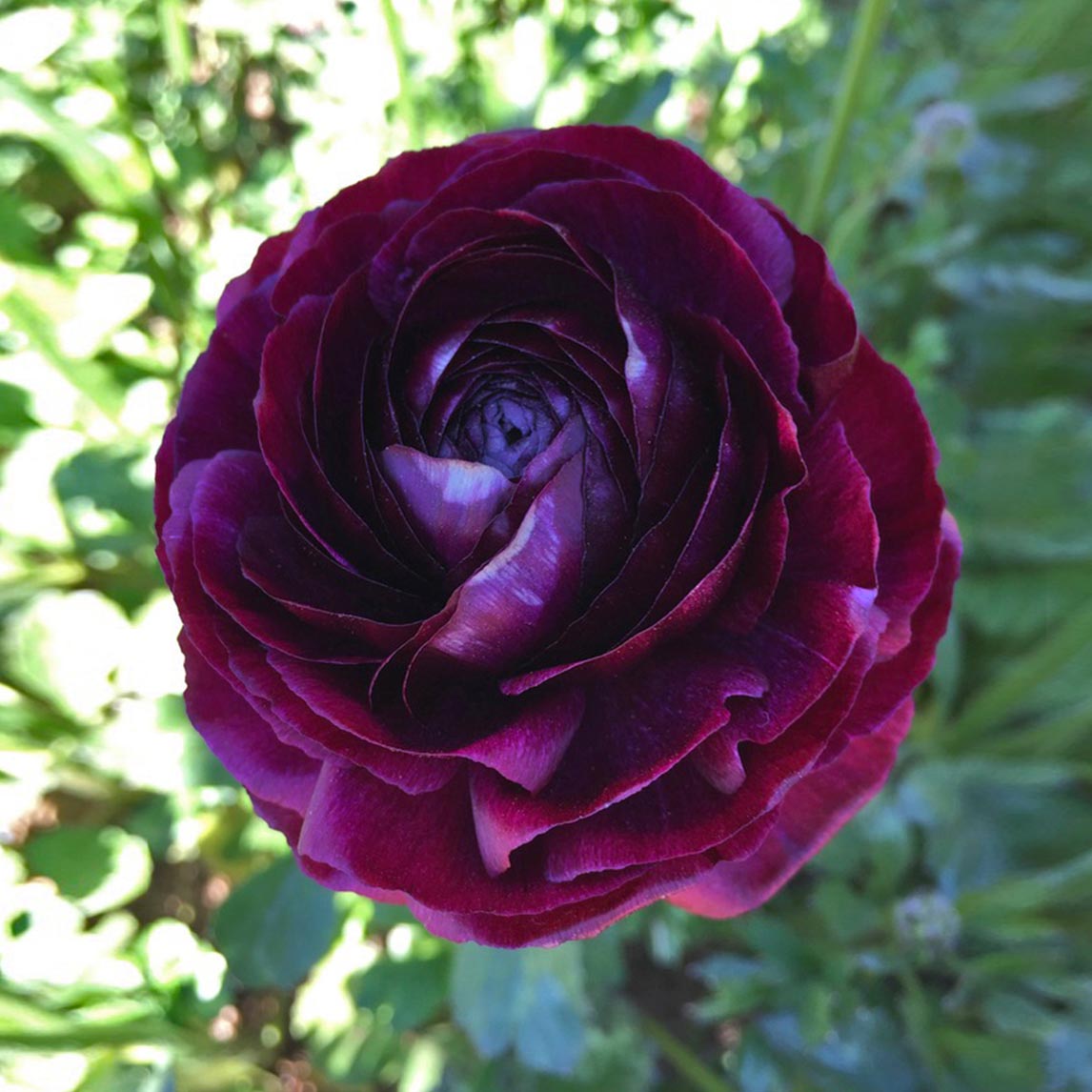 Ranunculus 'Burgundy'