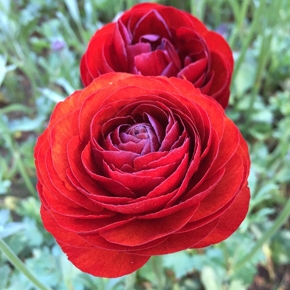 Ranunculus 'Red'