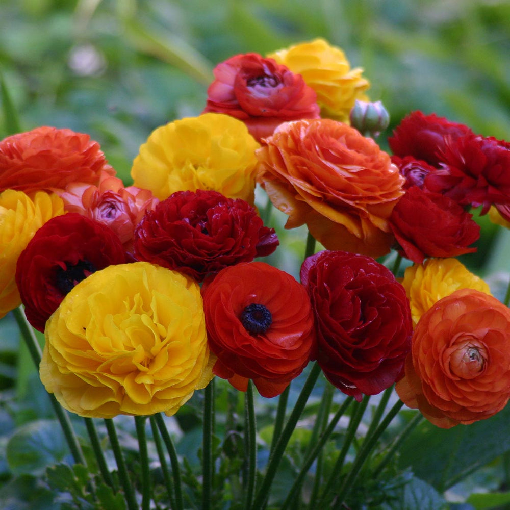 Good Night Ranunculus Ranunculus - The Diggers Club
