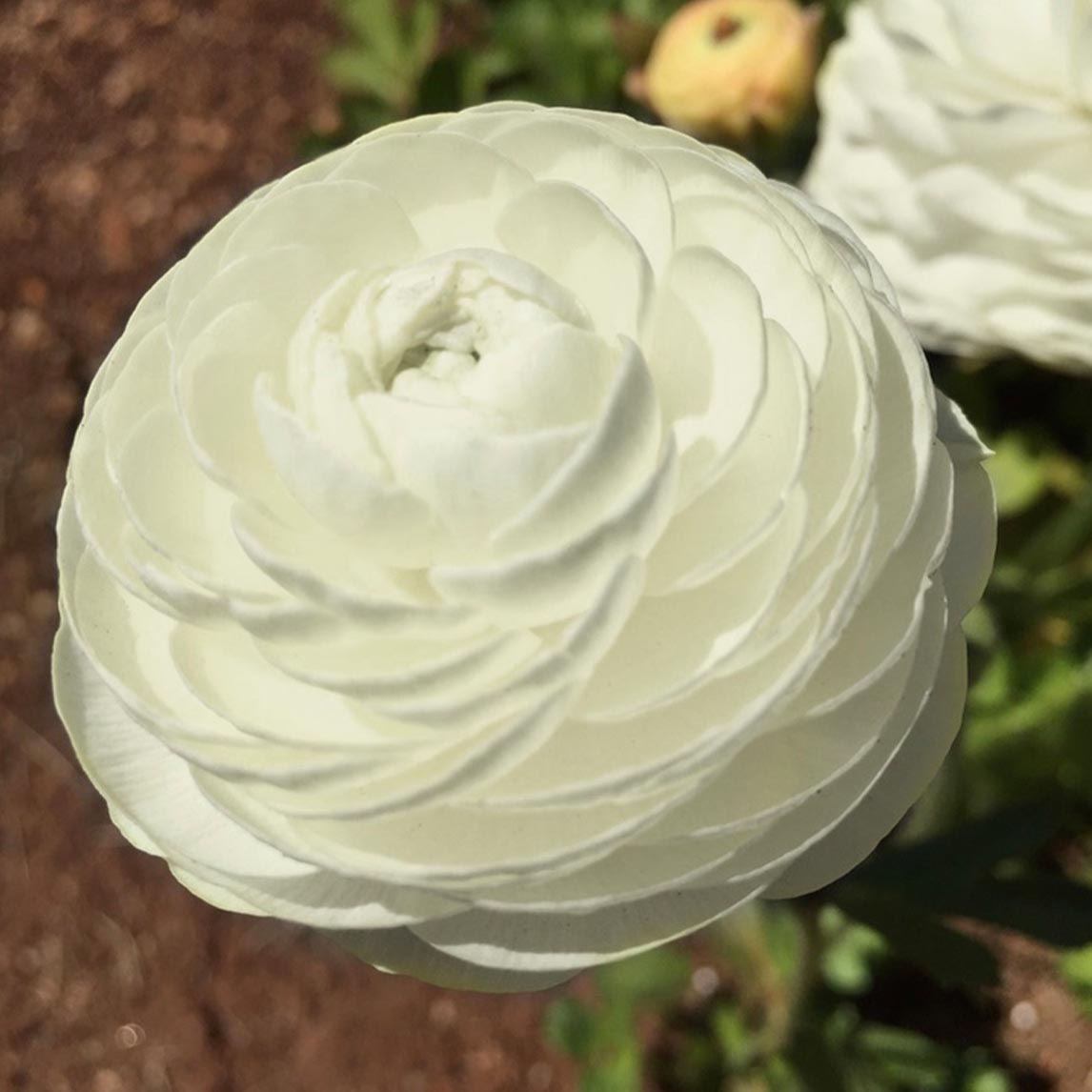 Ranunculus 'White'
